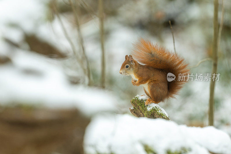 冬天可爱的欧亚红松鼠(Sciurus vulgaris)